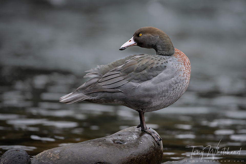 Photo of a Whio/Blue Duck