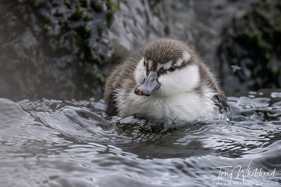 Photo of a Whio duckling