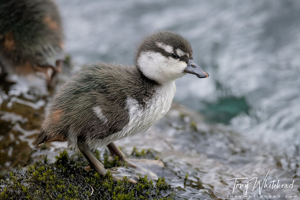 Photo of a Whio/Blue Duck duckling