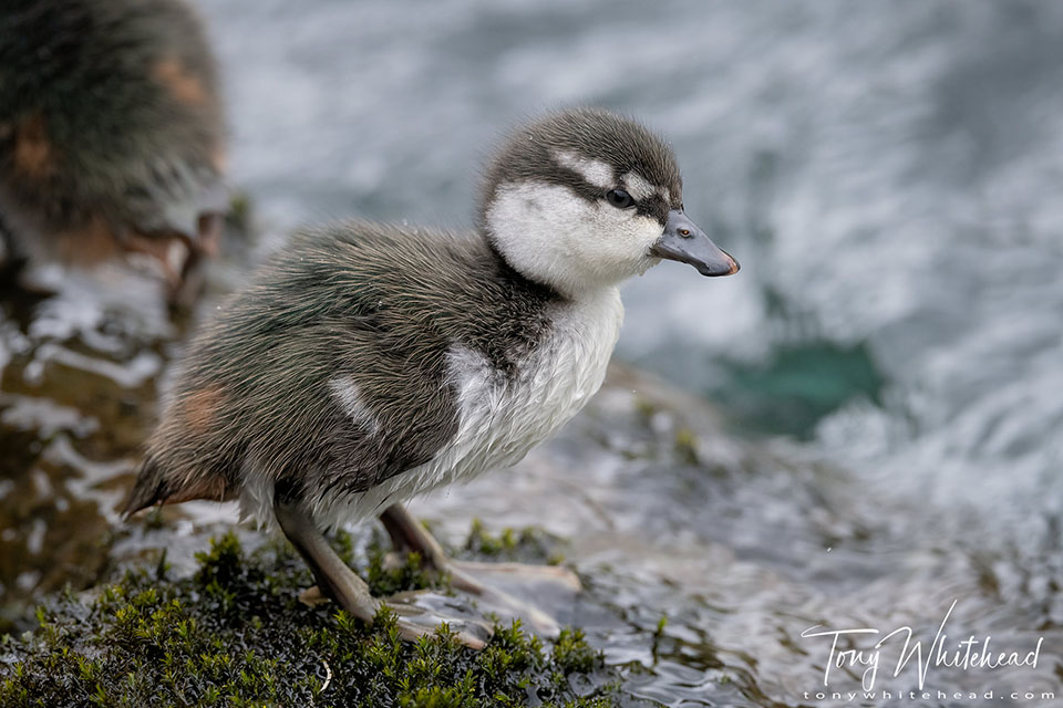 Blue Ducklings