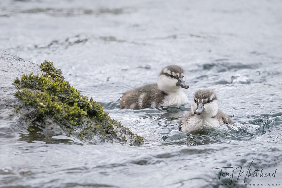 photo of Whio ducklings