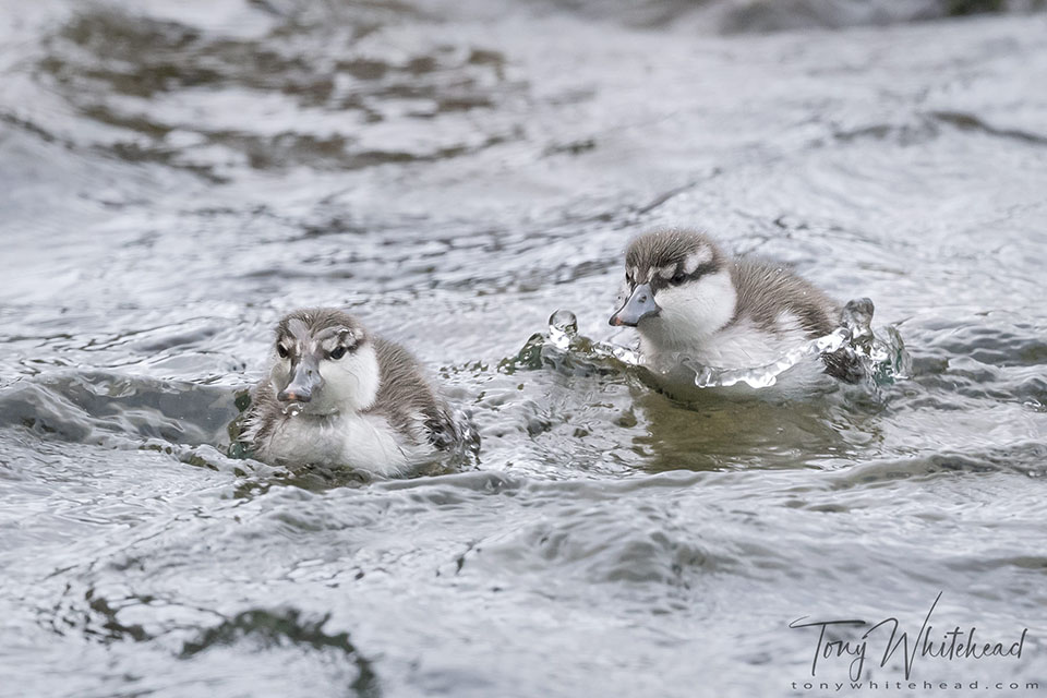 Photo of Whio/Blue Duck ducklings