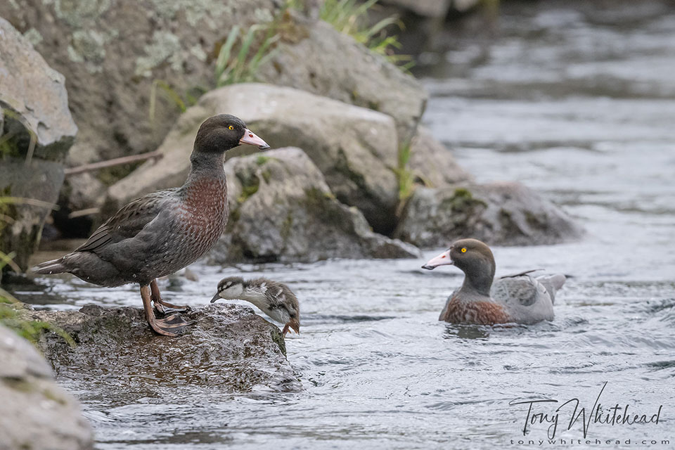 Photo of a Whio/Blue Duck pair with duckling