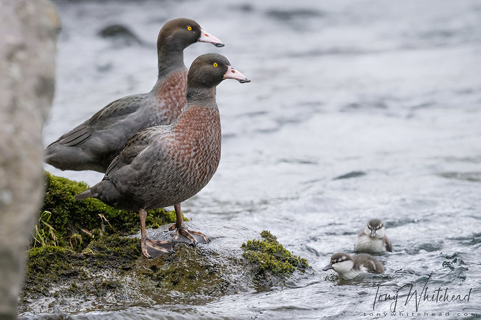 Photo of Whio/Blue Duck pair watching attentively over their foraging ducklings.