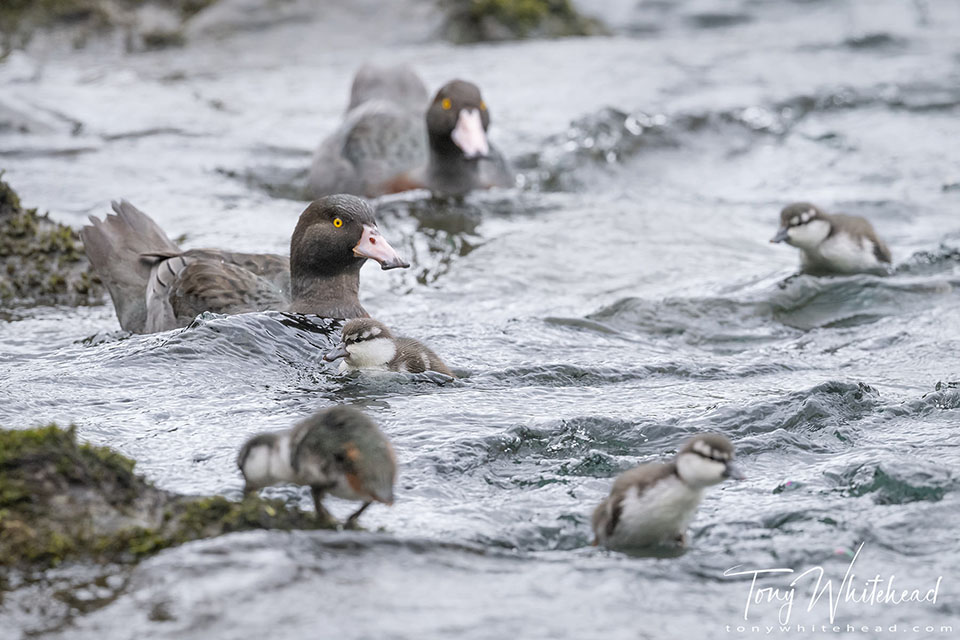 Photo showing a Whio family. Adults with 4 of their brood of 5 ducklings in frame.