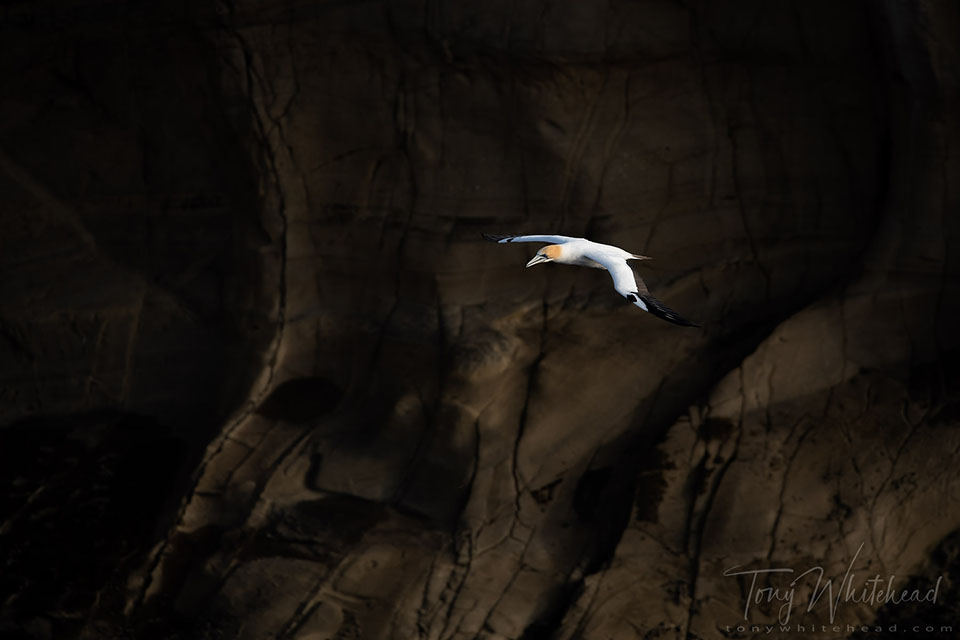 Photo of a Gannet in flight in front of a rock stack