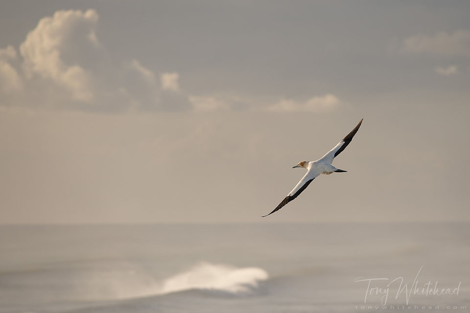 Photo of a Gannet in flight against a backdrop of sky and sea