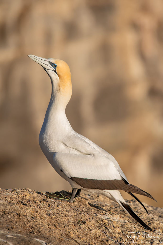 Photo of a Gannet in warm evening light.