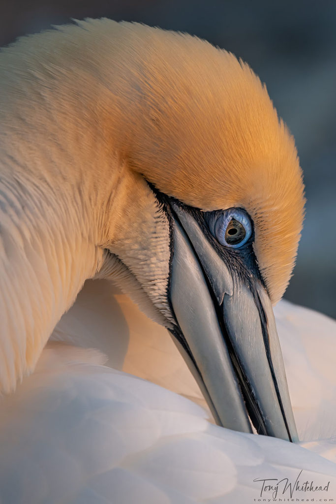 Photo of detail of a preening Gannet in the last of the evening light.