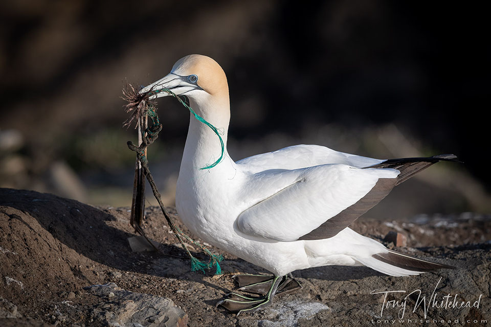 Photo of a Gannet with plastic cordage.