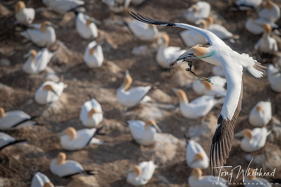 Photo of a Gannet in flight with plastic cordage for nesting material.