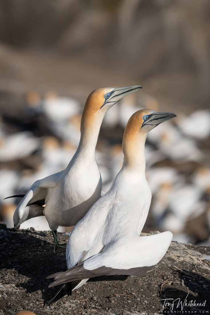 Photo of a Gannet pair.