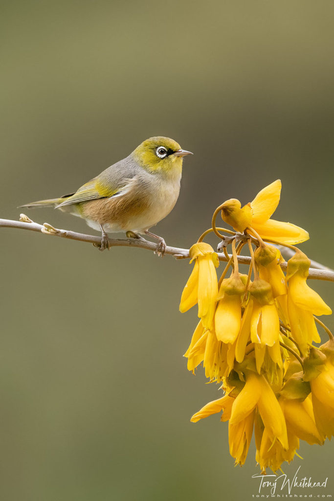 Photo of a Tahou/Silvereye with Kōwhai