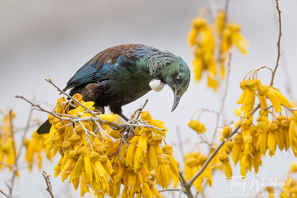 Photo of a Tui in Kowhai