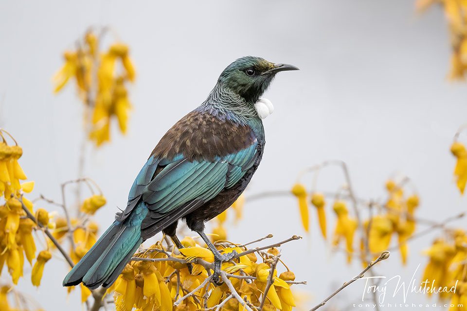 Photo of a Tui feeding on nectar from Kowhai blooms with the Tongariro River as background