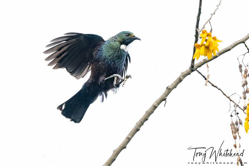 Photo of a Tui landing on a Kōwhai twig