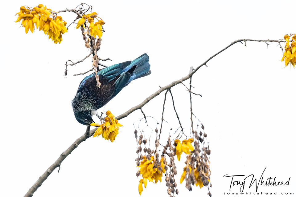 Photo of a Tui feeding on Kōwhai captured against a grey sky to create a high key image