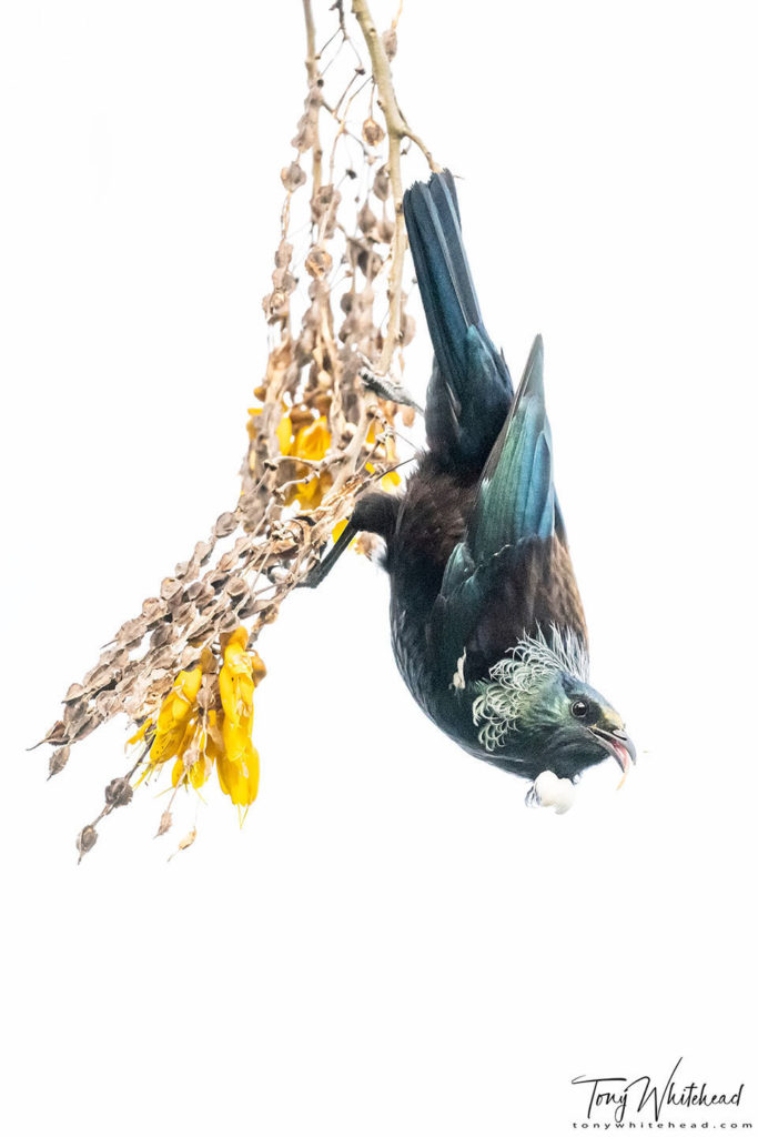 High key photo of Tui in Kōwhai