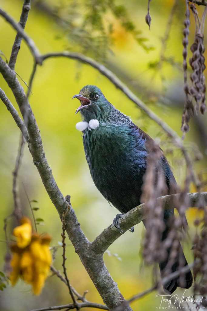 Photo of a Tui singing