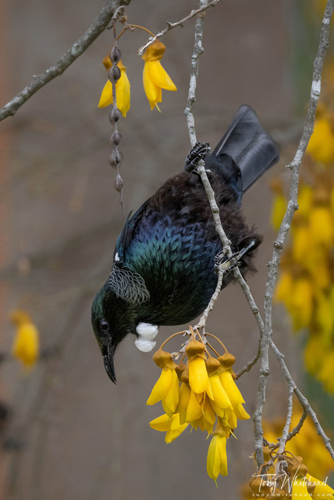 Photo of a Tui in Kowhai showing the pea-like seed pods