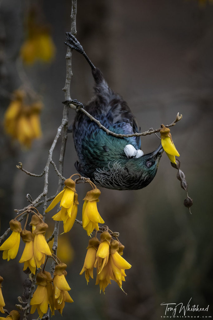 Photo of a Tui probing for nectar in a Kowhai bloom