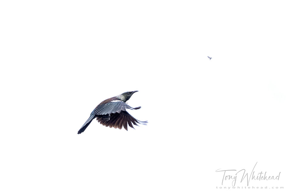 Tui Hawking Insects