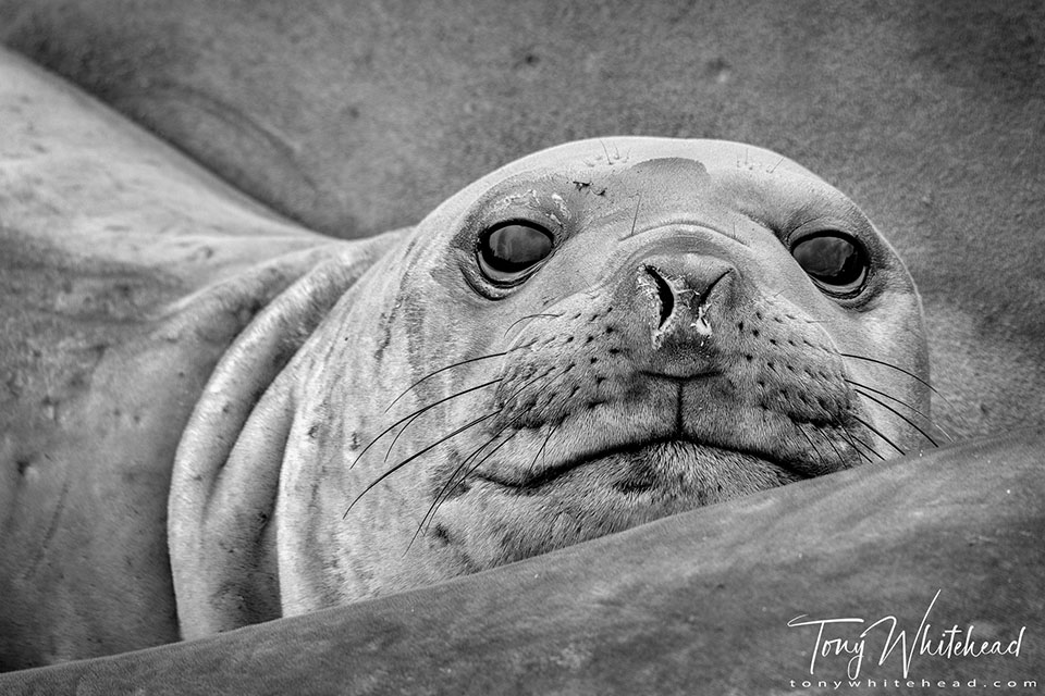 Photo of a yearling Elephant Seal, Campbell Island 