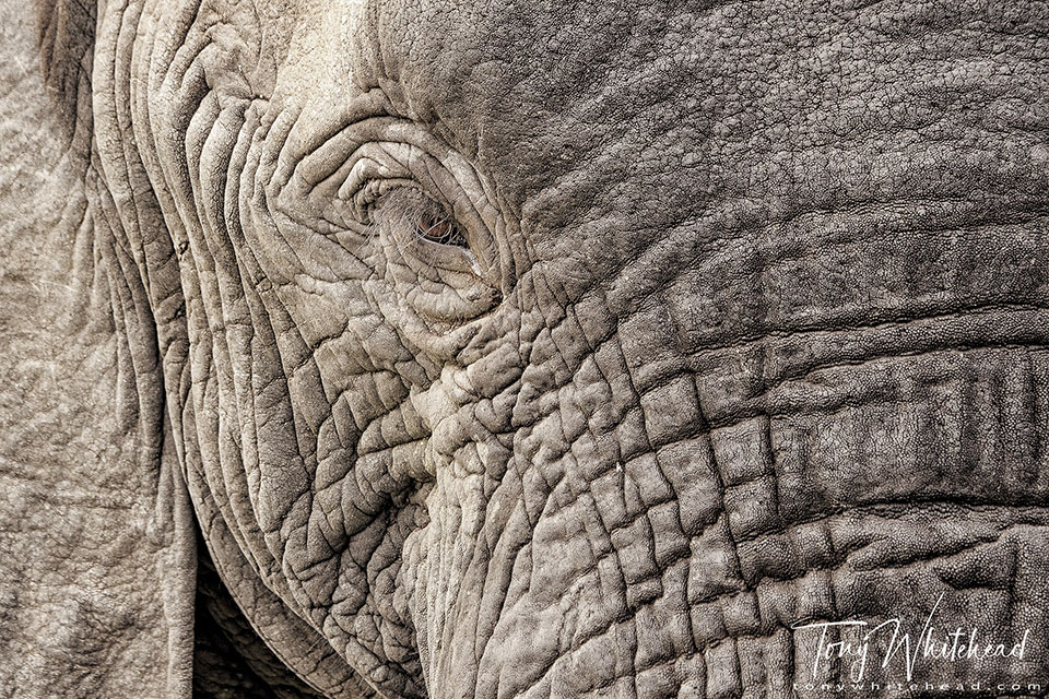 Monochromatic colour close-up photo of an African Elephant