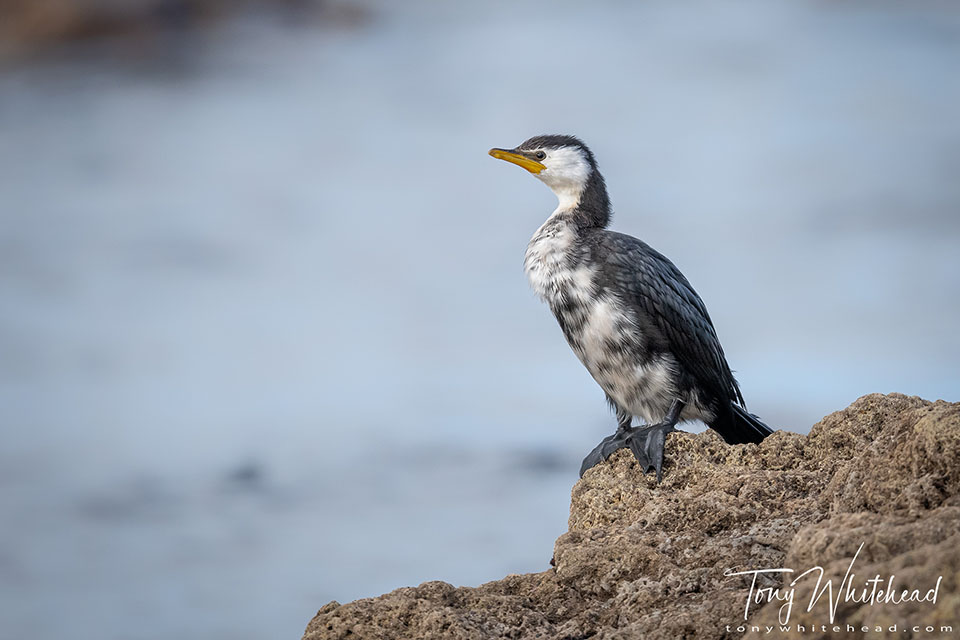 Photo of a Little Pied Shag