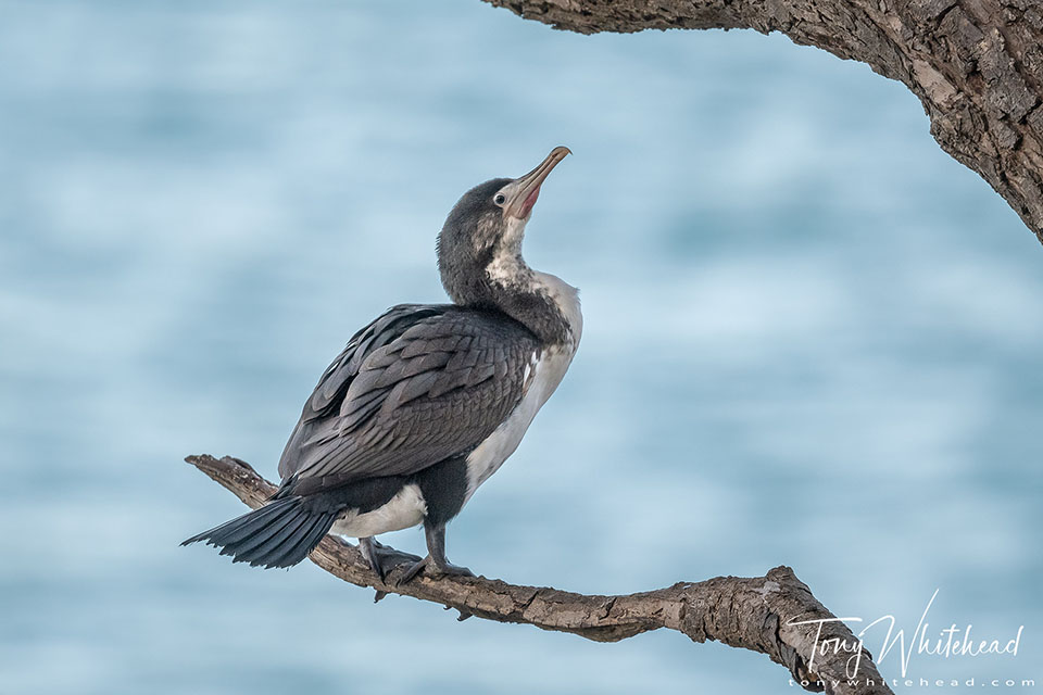 Photo of a young Pied Shag