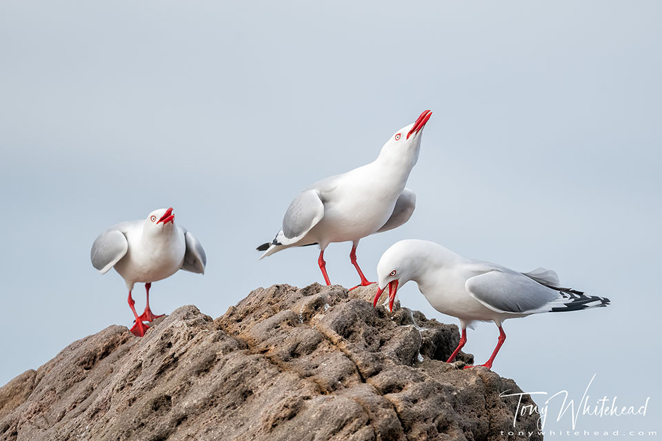 Photo of a group of 3 Red-billed Gulls