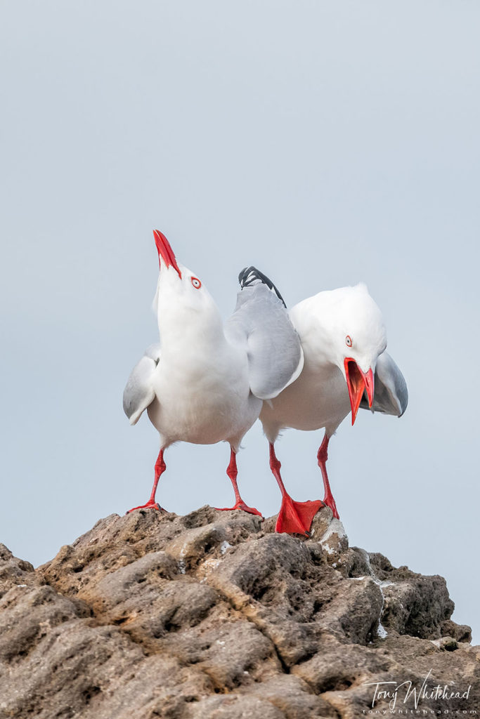Photo of a pair of  Red-billed Gulls displaying