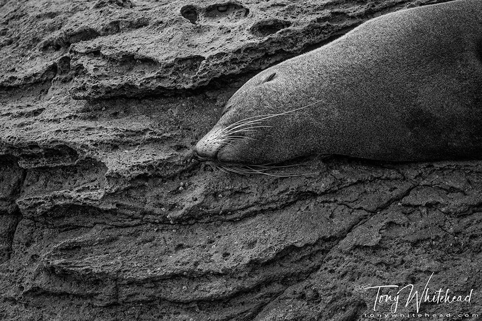 Photo of a New Zealand Fur Seal sleeping on the rocks