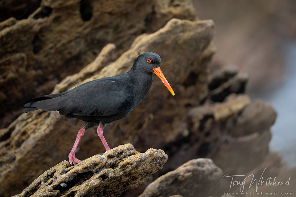 Photo of a Variable Oystercatcher