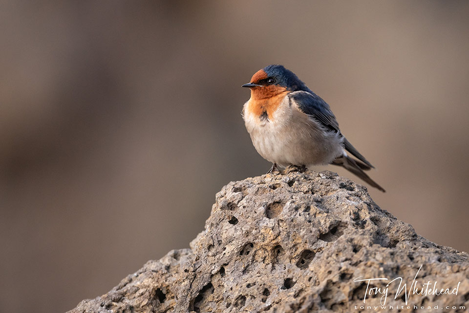 Photo of a Welcome Swallow
