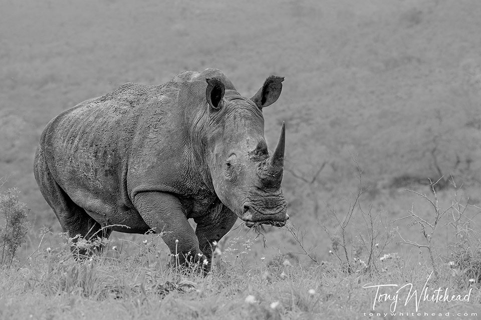 Photo of a White Rhino