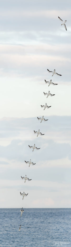 Photo showing a stitched panorama of a Gannet dive.