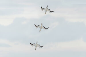 Gannet Dive