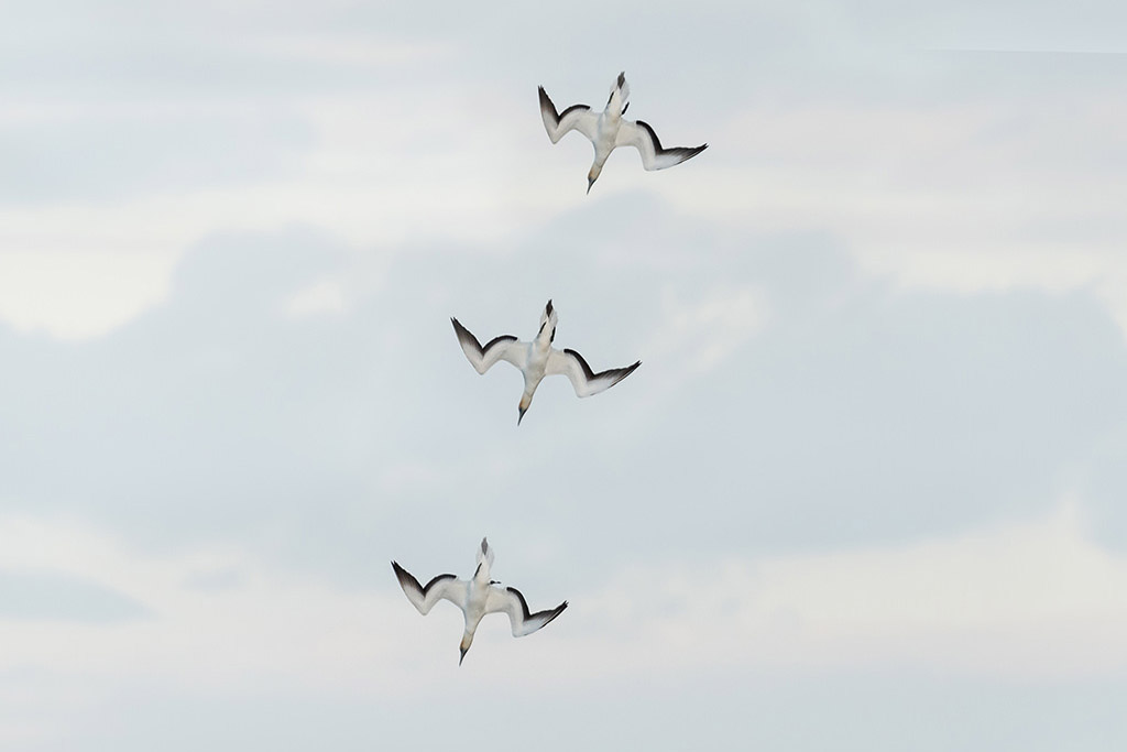 Gannet Dive