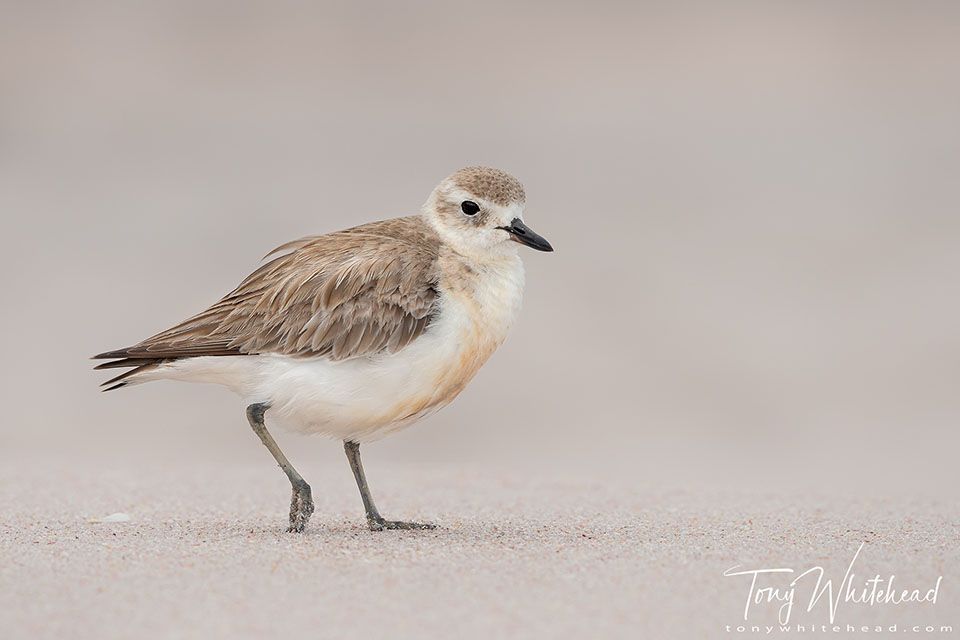 Photo of a New Zealand Dotterel / Tūturiwhatu in soft light.