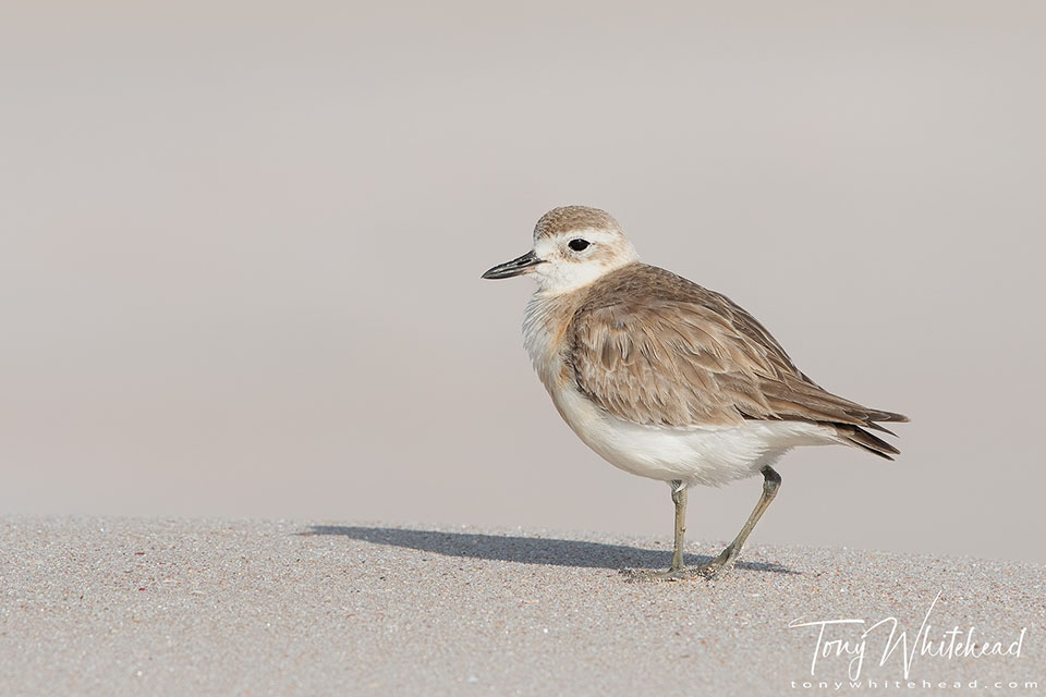 Photo of New Zealand Dotterel / Tūturiwhatu with a damaged leg in harsh directional sunlight