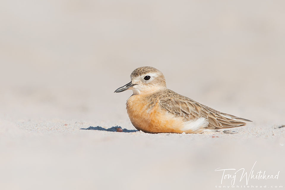 Photo of a New Zealand Dotterel / Tūturiwhatu in resting