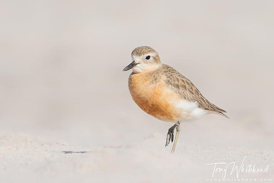 Photo of a New Zealand Dotterel / Tūturiwhatu in breeding colour