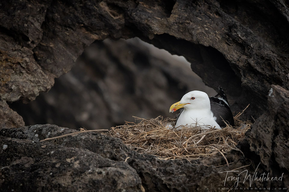 Photo of a Karoro/Kelp Gull on the nest
