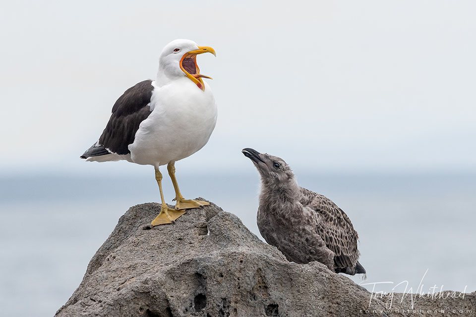 Photo of a Karoro/Kelp Gull and chick, Mount Maunganui