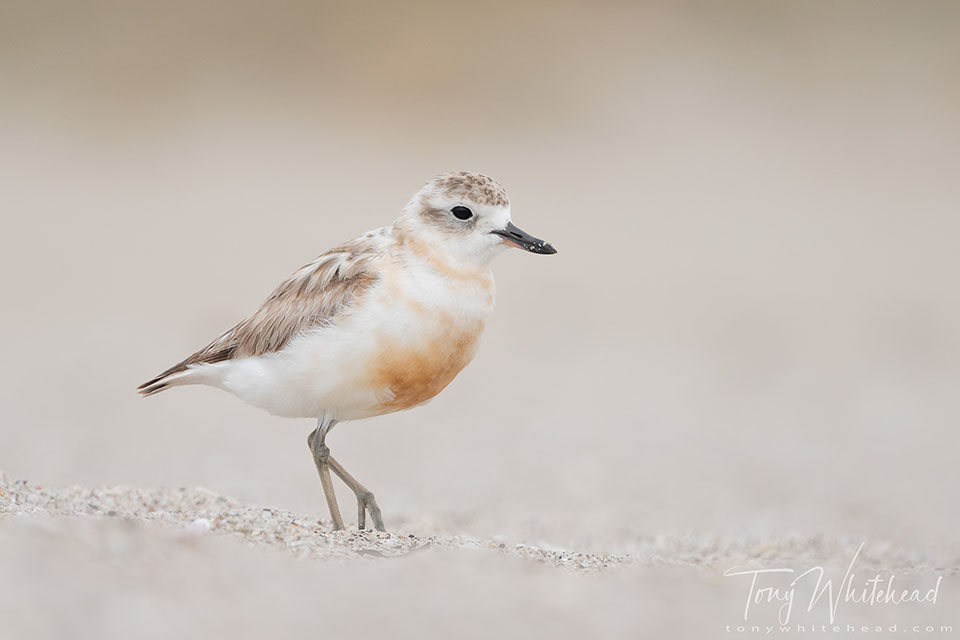 Photo of a Tūturiwhatu/New Zealand Dotterel on Mount Maunganui main beach