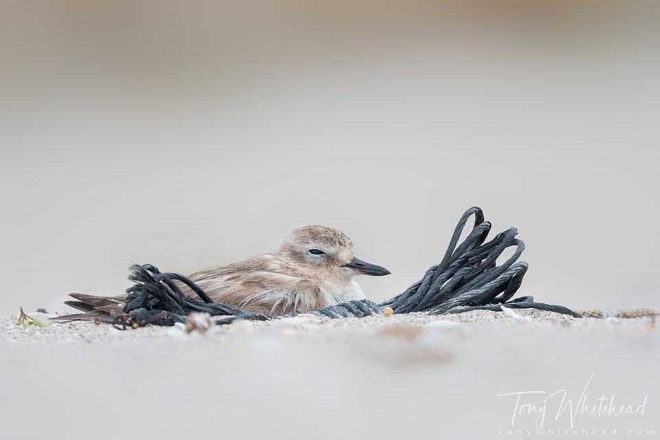 Photo of a Tūturiwhatu/New Zealand Dotterel on a nest next to a hank of plastic twine,  Mount Maunganui main beach