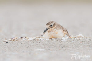 Mount Maunganui nesting Dotterels