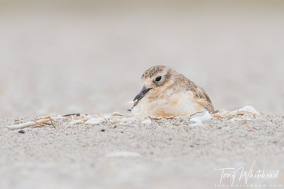 Mount Maunganui nesting Dotterels