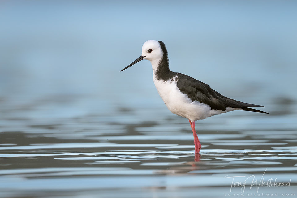 Photo of a Poaka/Pied Stilt